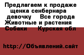 Предлагаем к продаже щенка сенбернара - девочку. - Все города Животные и растения » Собаки   . Курская обл.